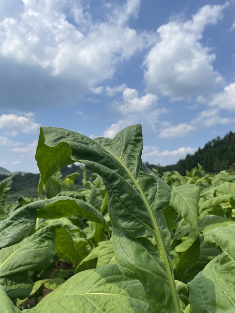 下一步,新巴镇将加大和贵定县烟草部门的合作,立足于生态资源,打牢