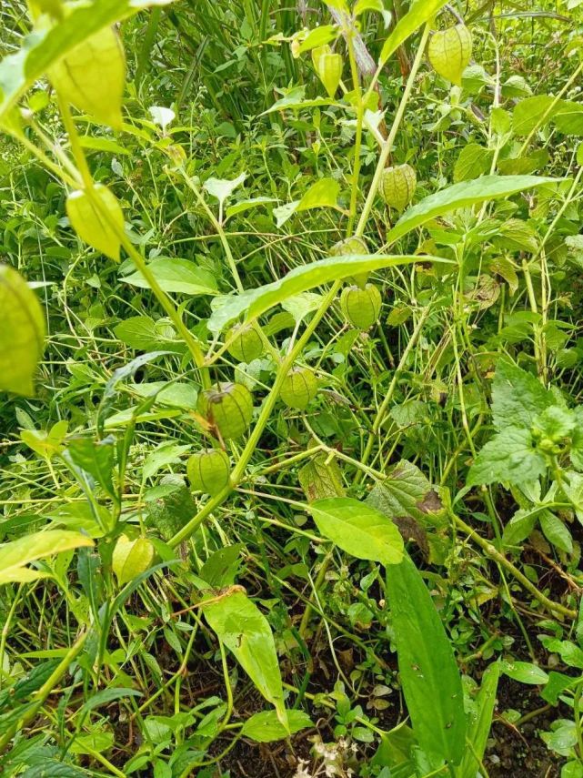 羅定農村常見的這種草,不僅好玩還有珍貴的藥用價值……|酸漿|燈籠草