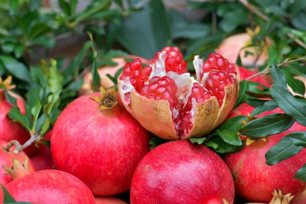 攀枝花盛产什么水果