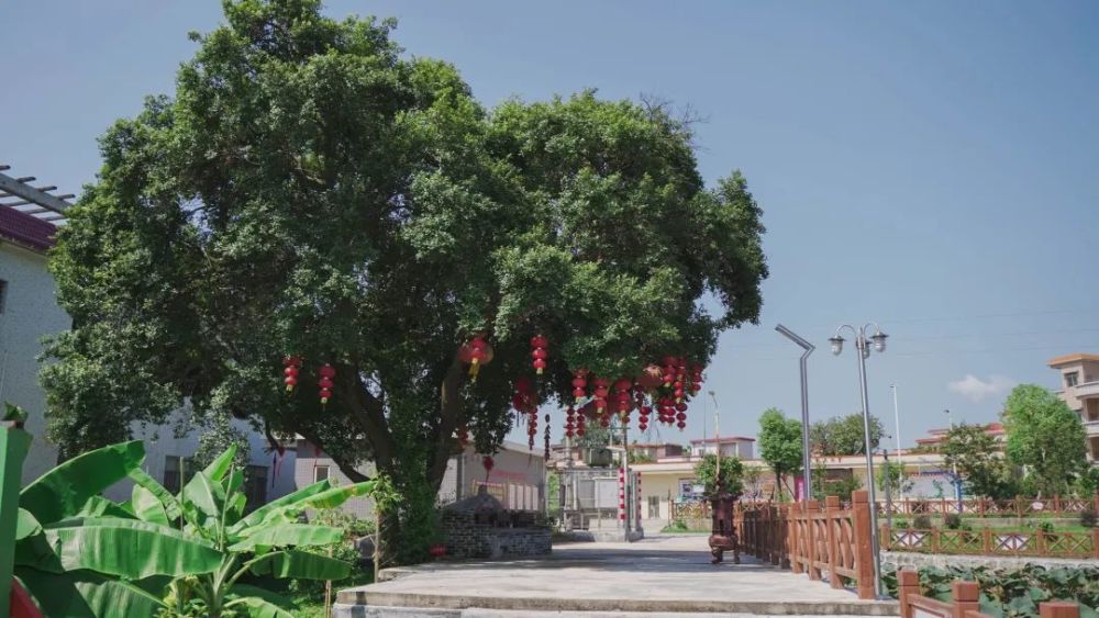 鹤山市鹤城镇鸡仔地村依靠花生产业走出一条致富路!