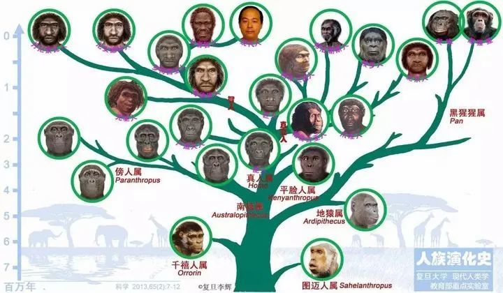 北京猿人是我们的祖先吗