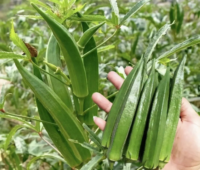 秋葵种植的小方法,让你也可以在家里的花盆中种上几盆采收个不停