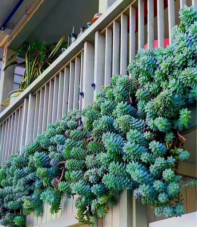 这是谁家阳台,多肉都长成"瀑布"了