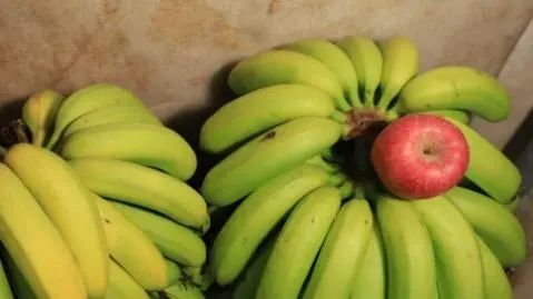 而且香蕉催熟也是有技巧的,他们催熟香蕉的秘诀是用苹果和香支,想知道