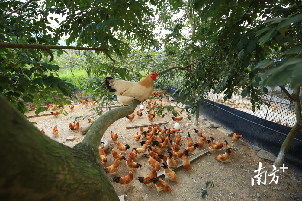 封开杏花鸡如何走出封开?_腾讯新闻