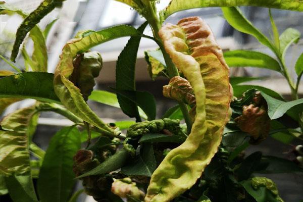 桃树缩叶病怎么防治?首选2款杀菌剂,稀释1000倍,多阶段喷洒