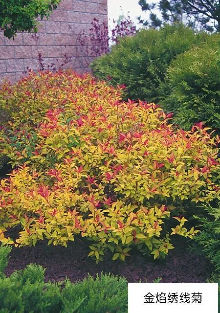 灌木|绣线菊