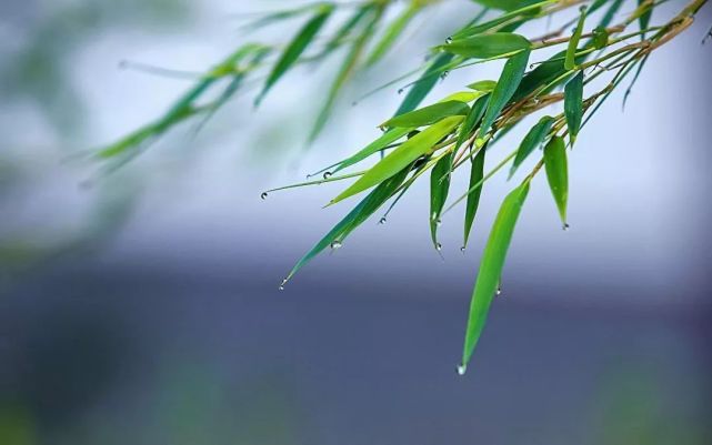 下片開頭四句,繼續寫景,只不過目光聚焦在了一石一木之上,