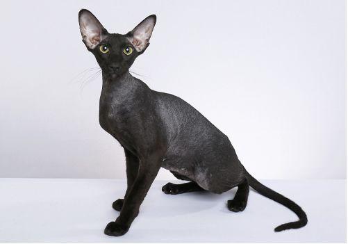猫咪品种 腾讯网