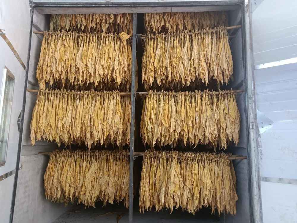 据了解,今年全县共种植烤烟面积1.