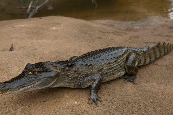 热带雨林的王者亚马逊森蚺有多可怕连鳄鱼都能轻松制服