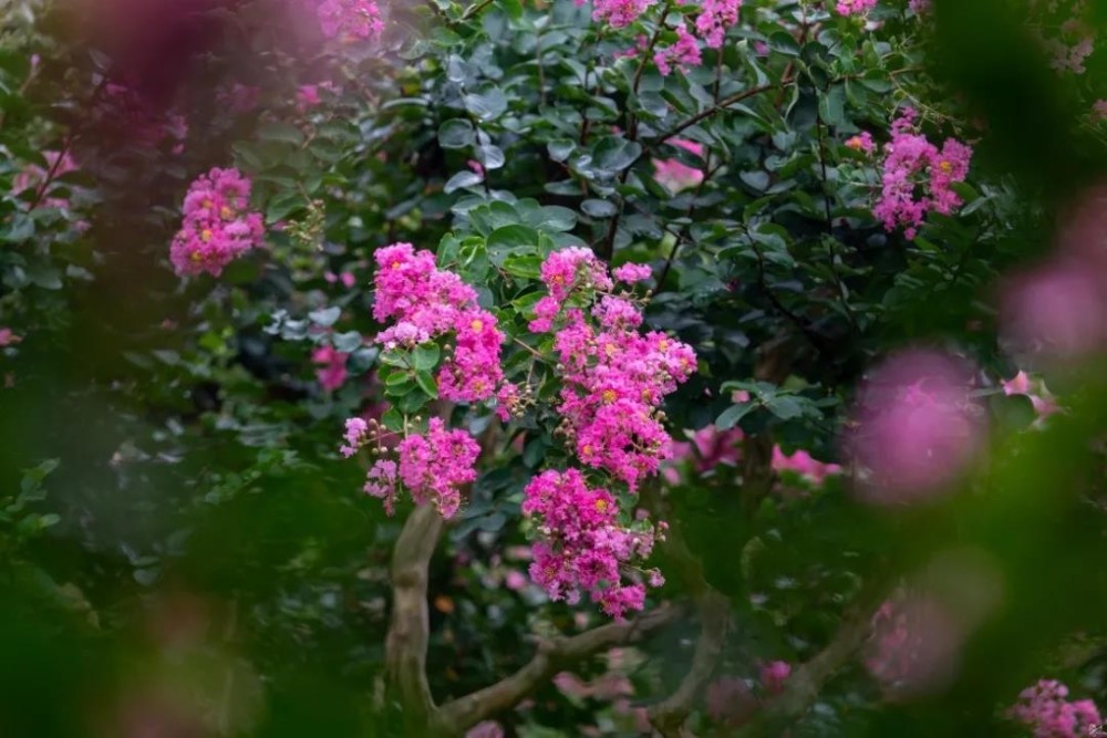 盛夏绿遮眼,此花红满堂!苏州市植物园紫薇花迎来盛放