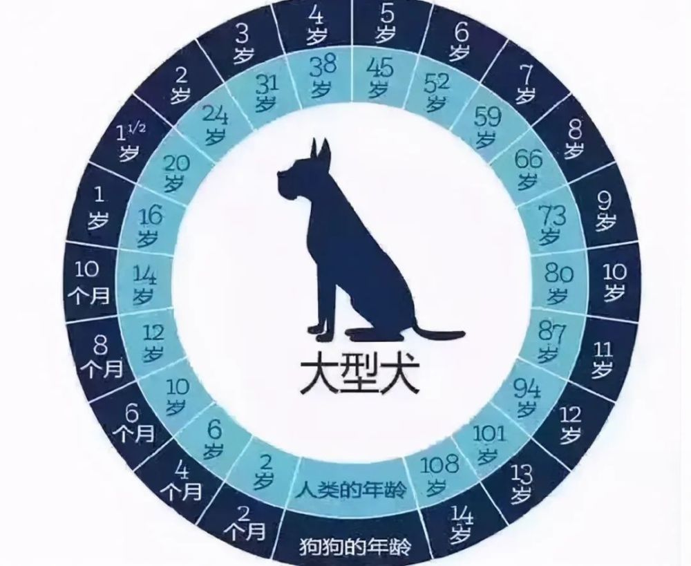 狗狗1歲=人幾歲?附上最新年齡對照表