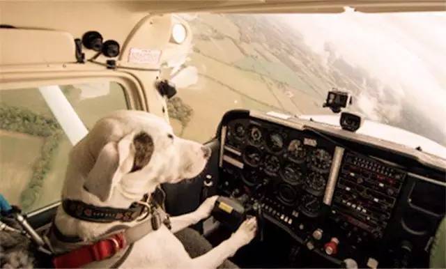 英国人竟然教会了狗狗开飞机!小伙伴都惊呆了……