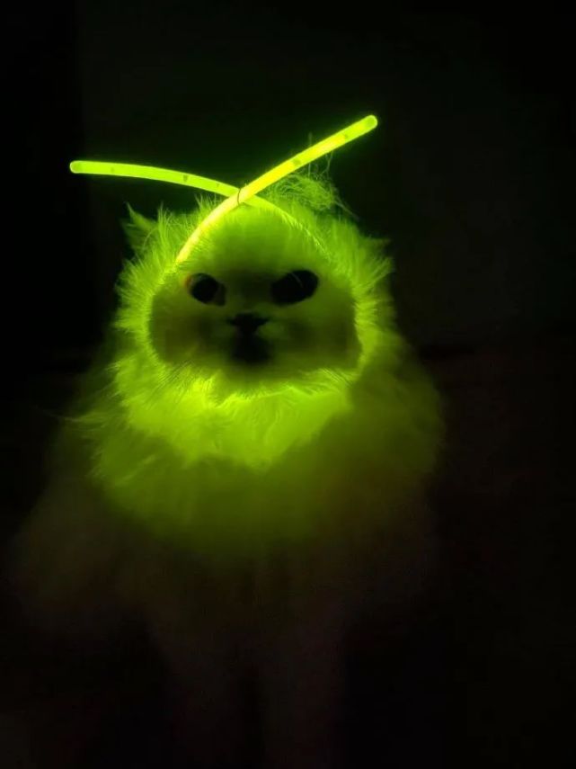 铲屎官给猫咪戴上荧光棒,半夜差点被吓死