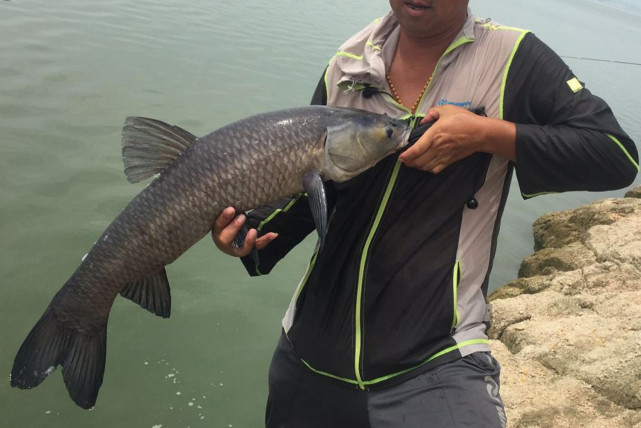 鯽魚,鯉魚,青魚和草魚是如何覓食的?幾種淡水魚的覓食特徵