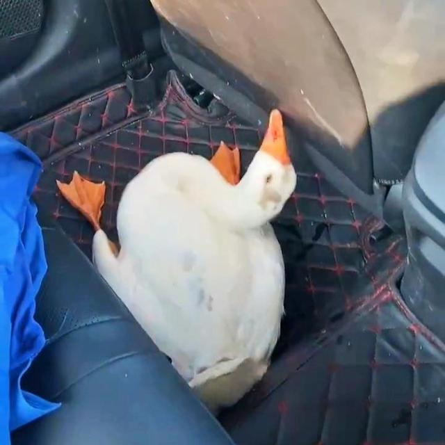 湖北主人准备杀鹅不料大鹅一路摇头卖艺保命最终男子心软了