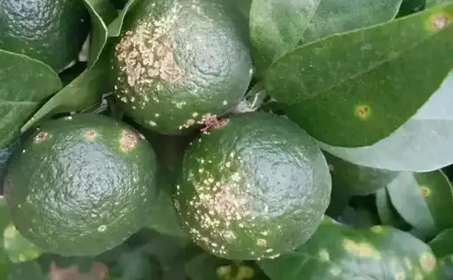 揭秘柑橘万能药矿物油的作用和功效