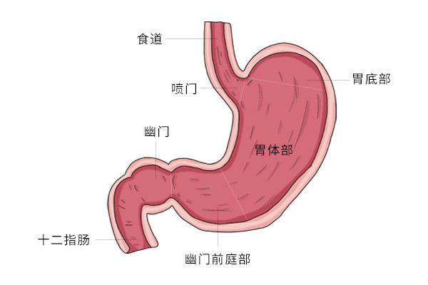 胃角在胃的位置图图片