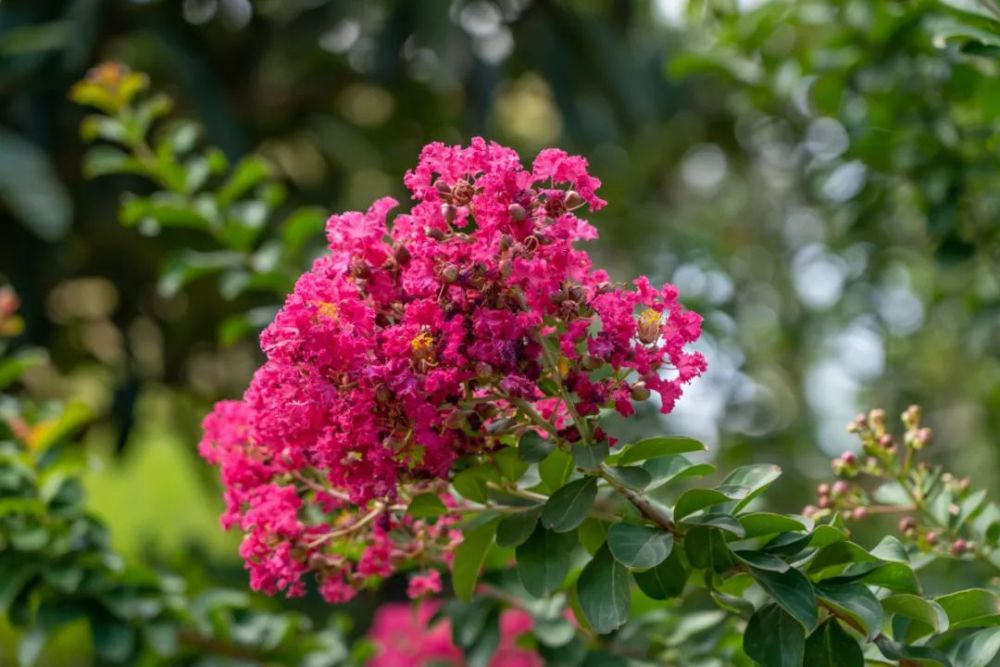 紫薇花象徵著