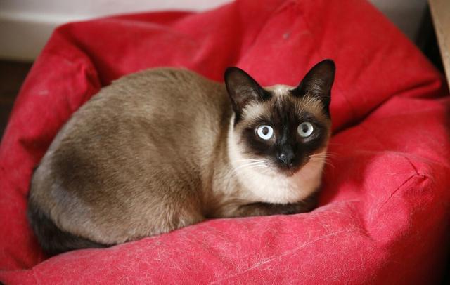 怂恿我养暹罗猫的朋友我们绝交吧