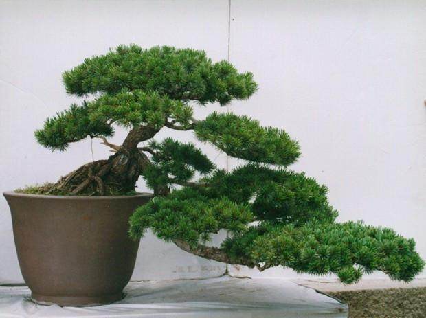 罗汉松盆景养家中摆放禁忌要知道放对位置好处多放错了难活