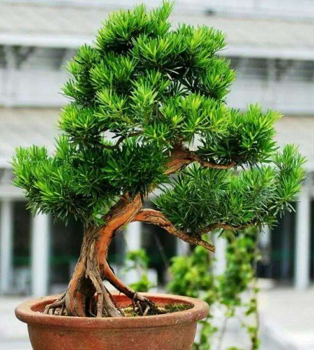 以及对于罗汉松摆在家中有何禁忌需要注意的问题还有更多的看点,欢迎