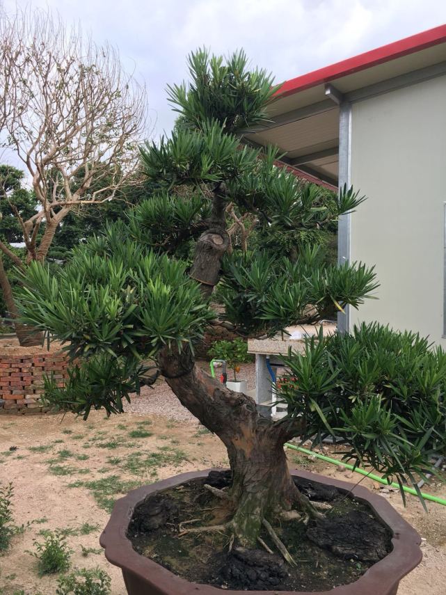 罗汉松盆景养家中,摆放禁忌要知道,放对位置好处多,放错了难活