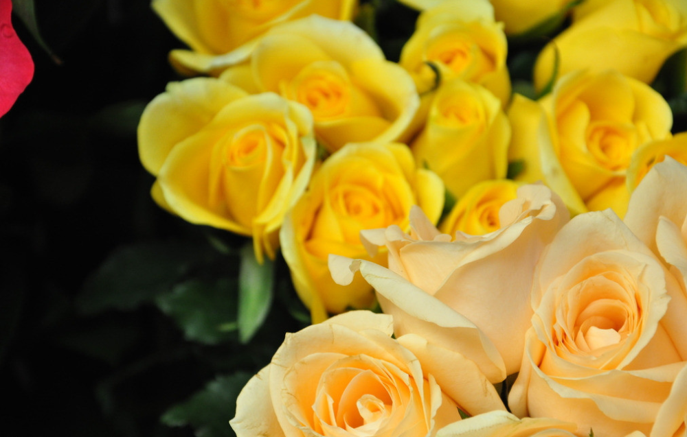 七夕为什么不能送黄玫瑰 了解它的花语后 就明白为何不能送恋人 腾讯新闻