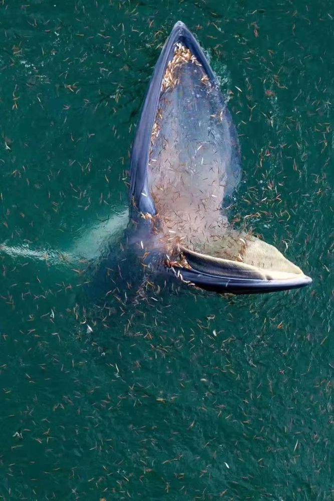 专家也提醒,目前大鹏湾食物充足,鲸鱼捕食频率也很正常,需要做好长