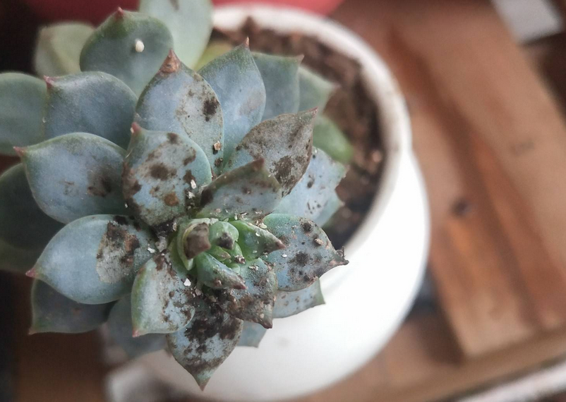立秋前后,蚧壳虫来袭咋办?养多肉轻症用蚊香,重症才用杀虫剂