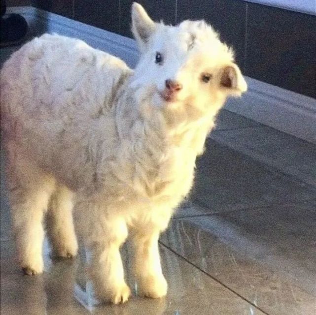 动物头像第11期小羊羔动物治愈系列头像一只稀奇古怪的羊羊