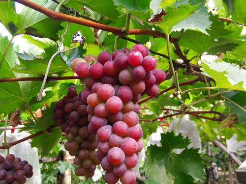 巨玫瑰的非常魅力