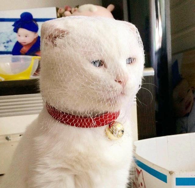 这就是白丝吗?第一次穿没经验,不知道怎么穿