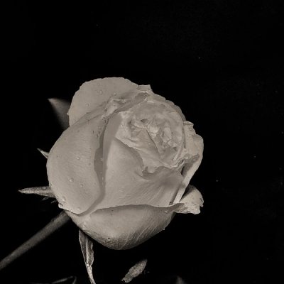 代表光明与救赎的花(代表光明与救赎的花的文案)