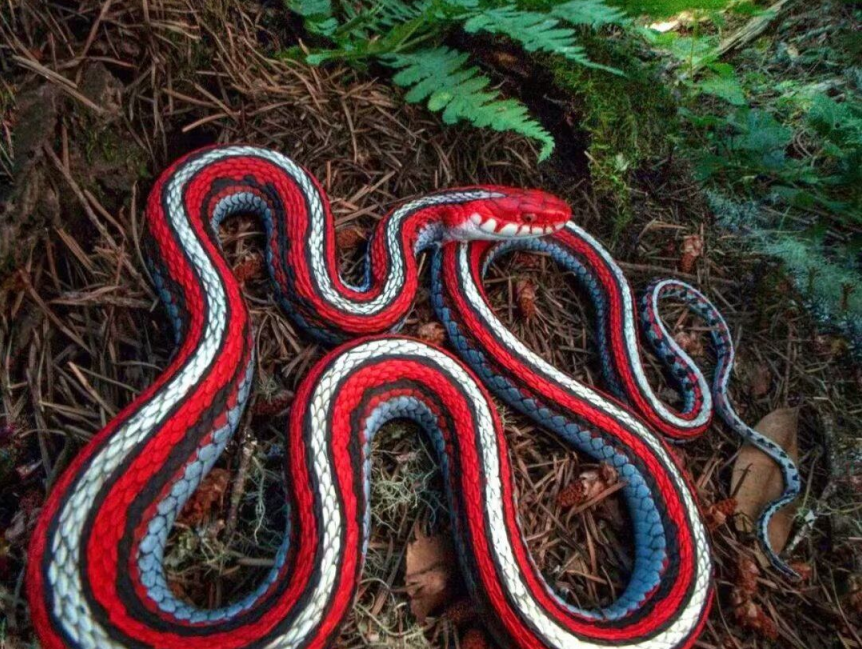 红花斑蛇图片