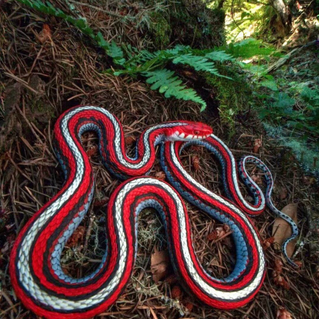 农村红白相间的蛇图片
