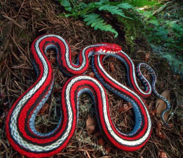 云南男子山中遇罕见花蛇 蛇身色泽鲜亮富含光泽