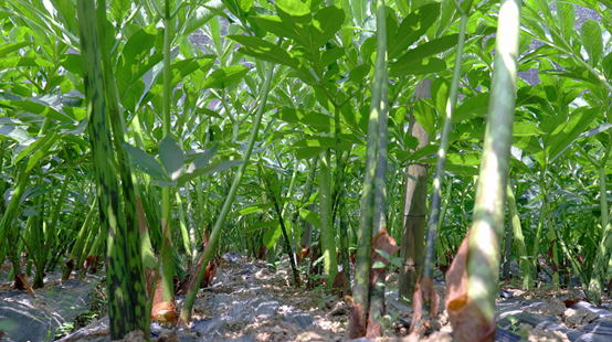 湖南苦山魔芋种植助推安化林下经济