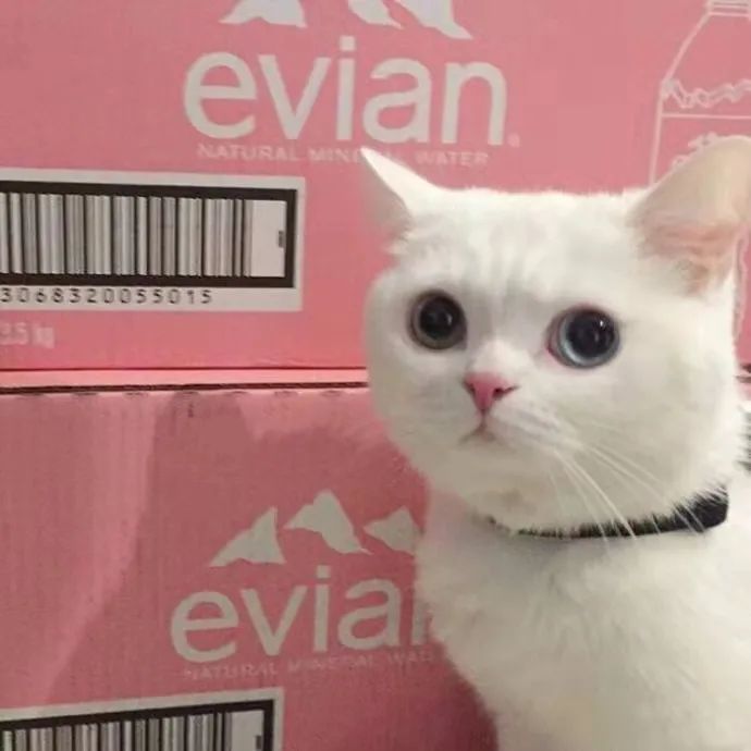 这么可爱的猫确定不看下吗qq微信头像壁纸背景图超级可爱猫自拍照