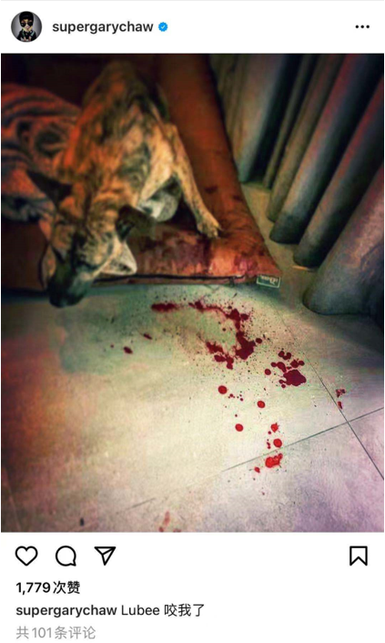 知名歌手曹格被自家狗咬伤地板上全是血渍爱犬腿部残疾脾气差