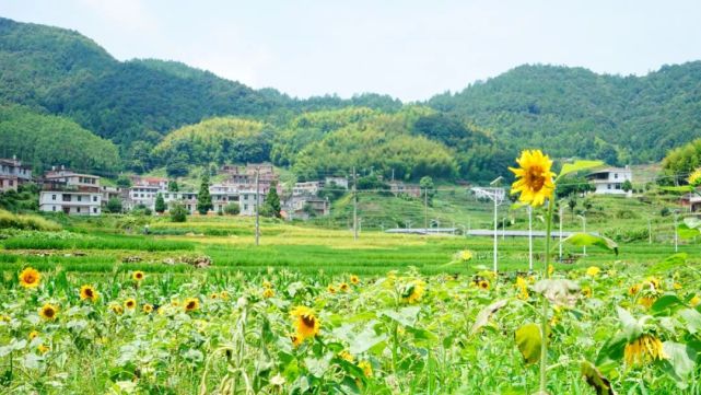 南安这里有一处向日葵美景等你来观赏 南安 坑头村 社员都是向阳花 向阳乡 向日葵