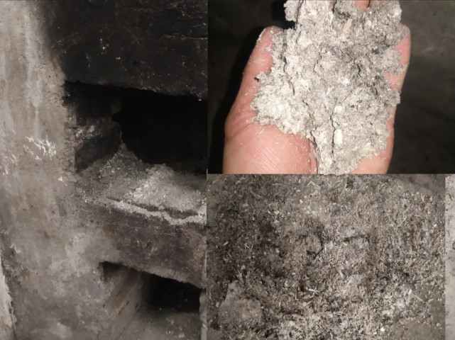 万能肥料,只要一把草木灰,马铃薯就能结一大堆