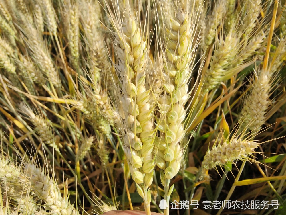 这个超强筋小麦新品种亩产超766公斤农民增加收入首选品种