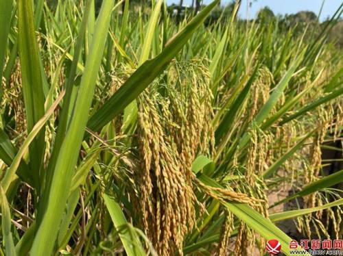 合江县白沙镇:高粱水稻喜迎丰收,群众腰包鼓起来了