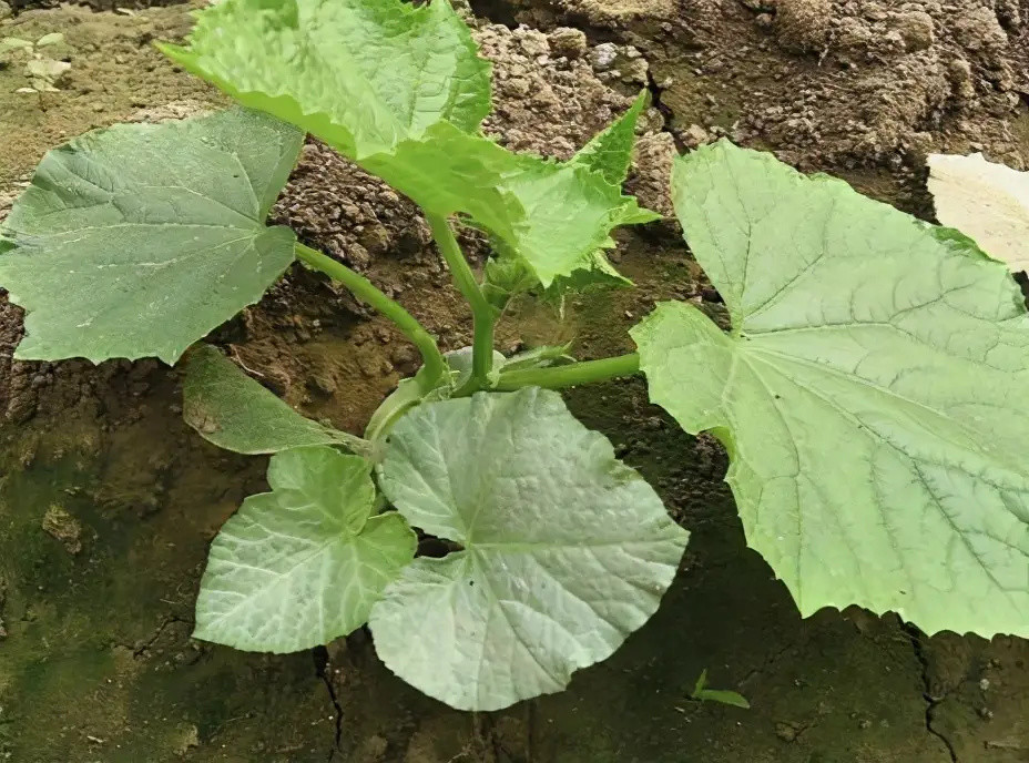 西葫芦的栽种技巧及日常养护