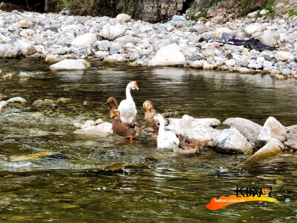 鸭群在清澈的河水里嬉戏.