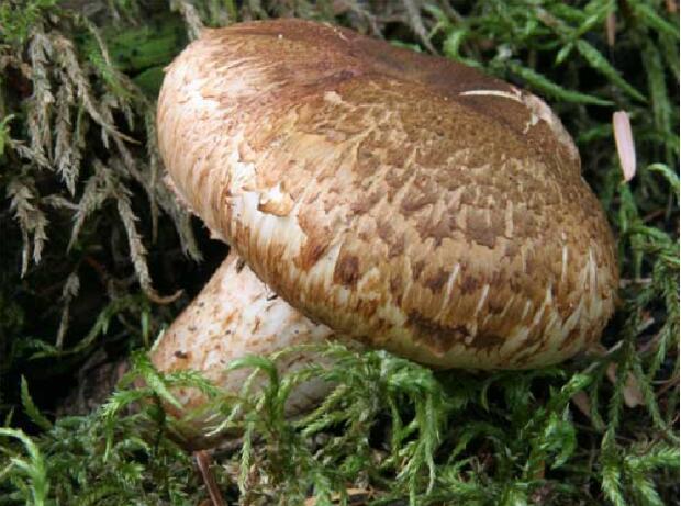 荒野维生野菜系列——粗壮口蘑_腾讯新闻