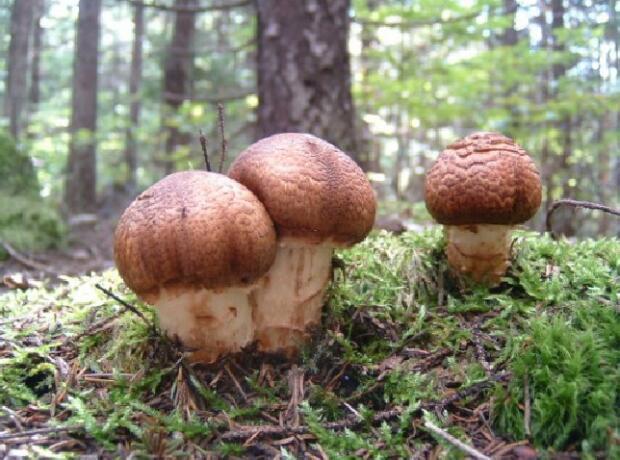 粗壮口蘑多生长在无污染的针阔混交林中地上粗壮口蘑菌盖幼时半球形