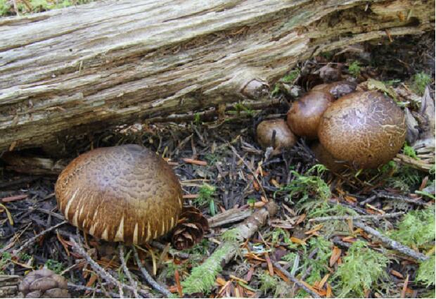 荒野维生野菜系列——粗壮口蘑_腾讯新闻